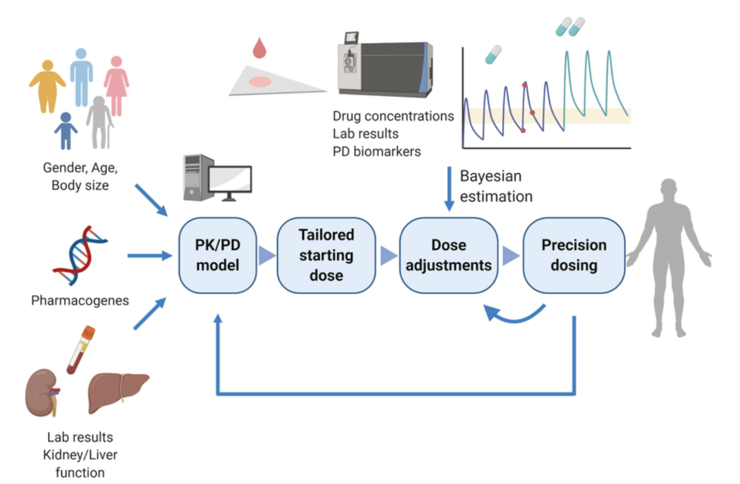 Computer simulations use patient-specific inputs to guide precision dosing through PK/PD models.
